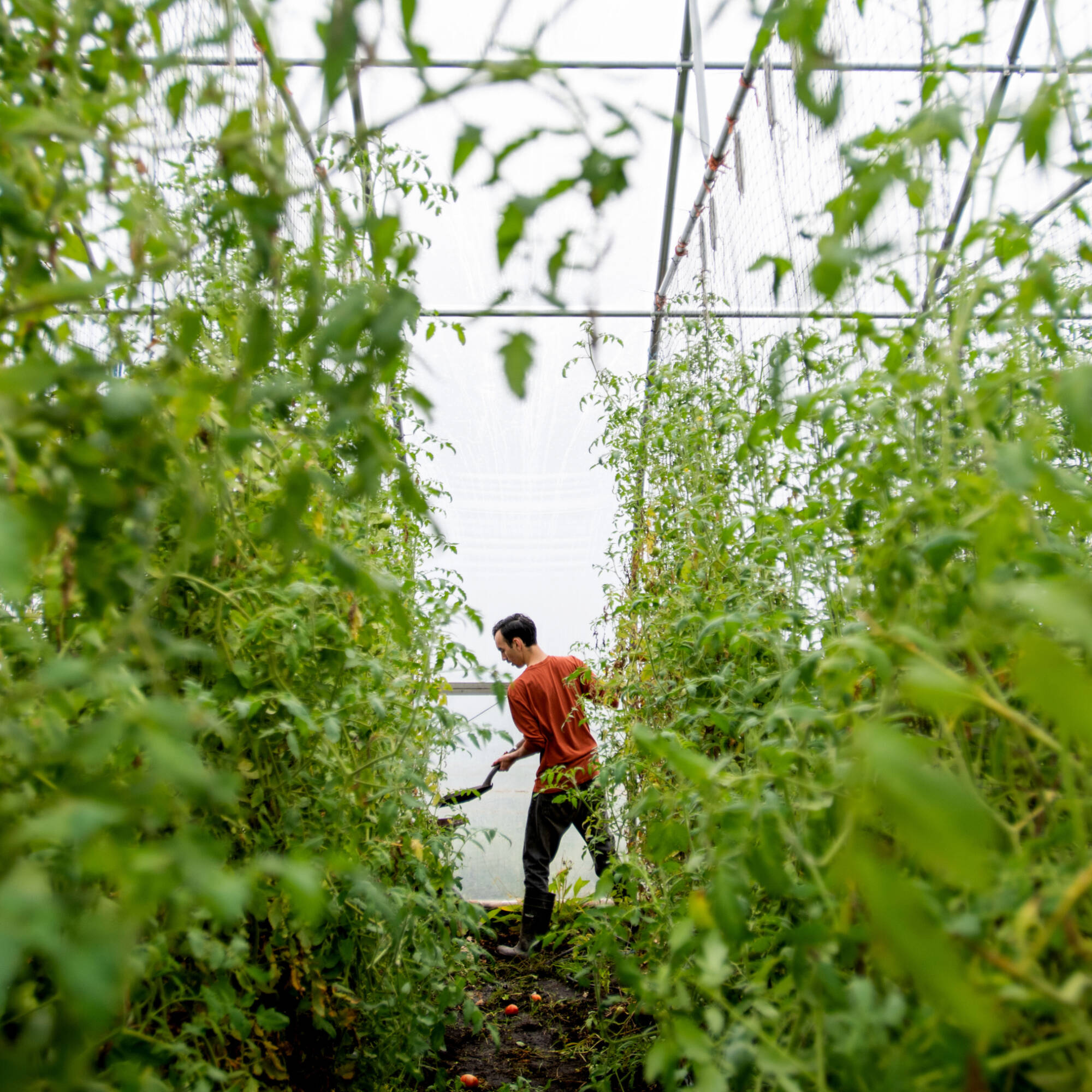 Student volunteer Jai Ricardo Escabar, Jr. spreads mulch between rows of tomato plants.